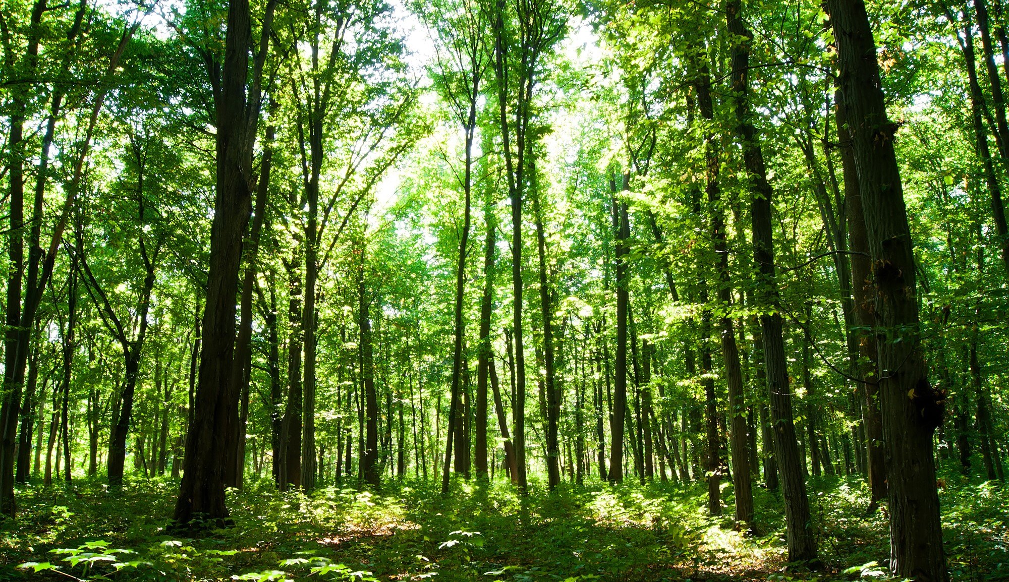 green-forest-2021-08-26-16-35-11-utc