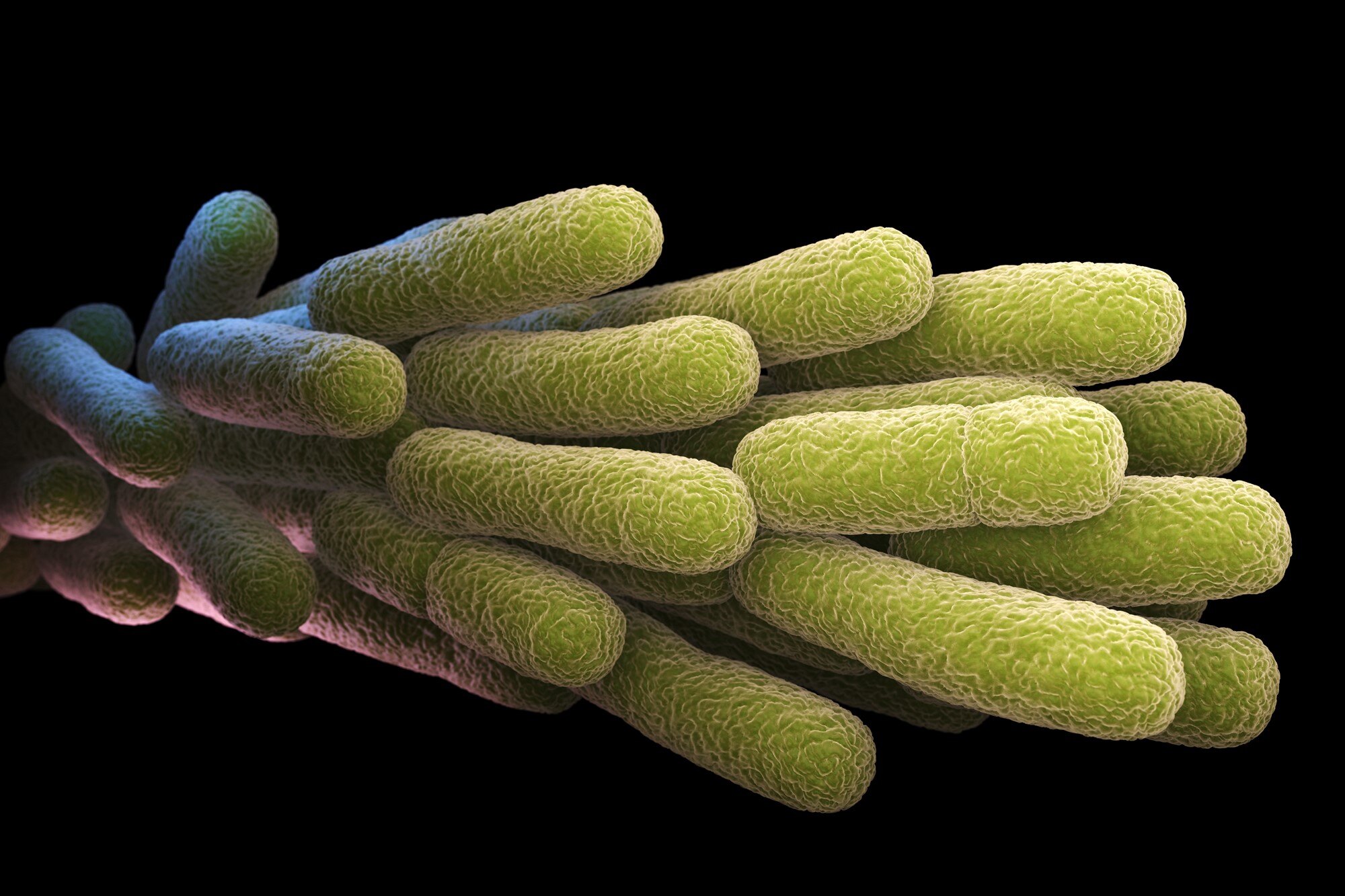 legionella-pneumophila-bacteria-p256bp4